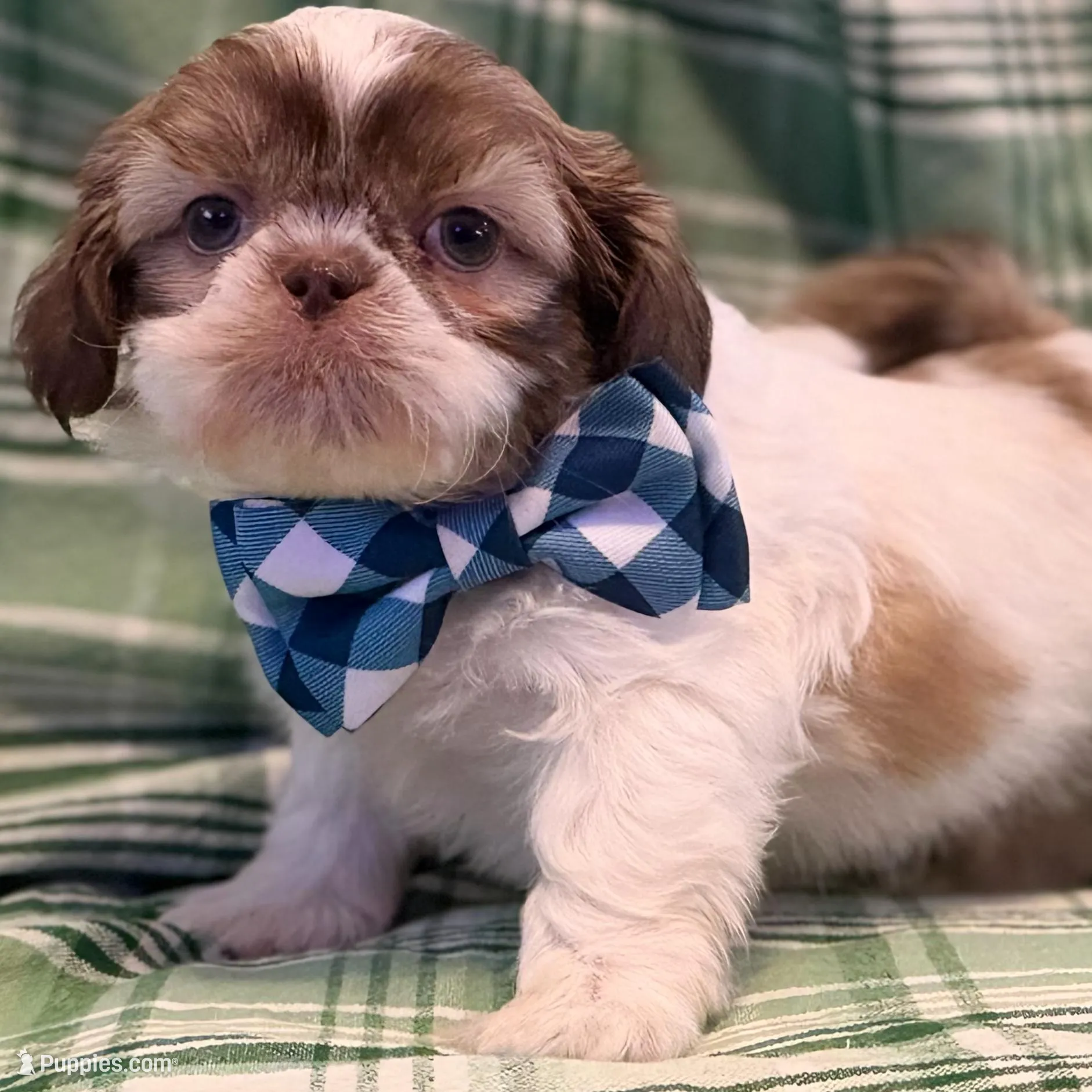 Seamus, a male Shih Tzu for sale in Goshen, NY – Photo 5 of 7