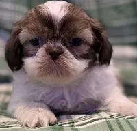Seamus, a male Shih Tzu for sale in Goshen, NY – Photo 1 of 7