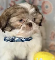 Seamus, a male Shih Tzu for sale in Goshen, NY – Photo 4 of 7