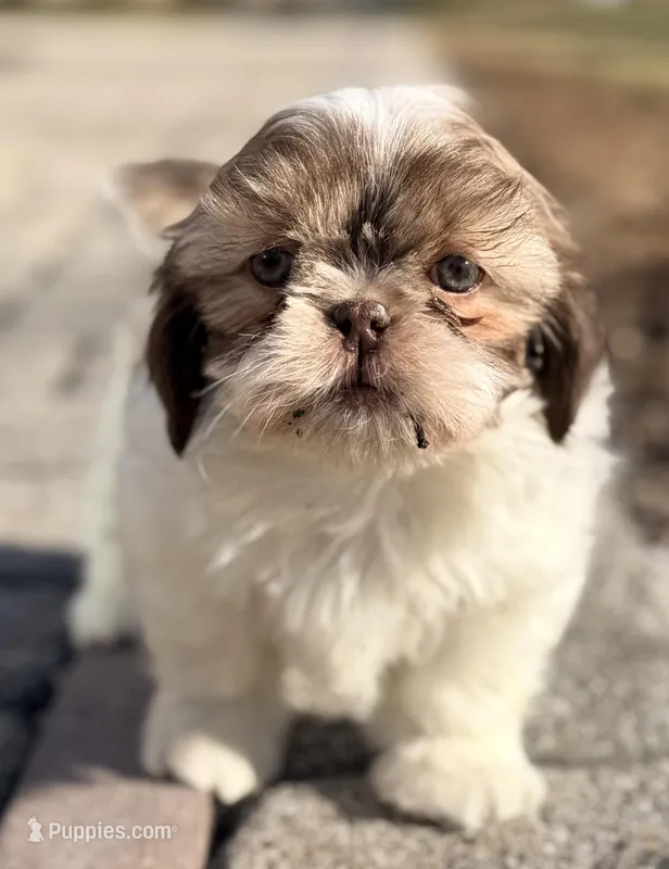 Seamus – Shih Tzu puppy for sale in Goshen, NY