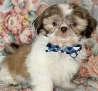 Seamus, a male Shih Tzu for sale in Goshen, NY – Photo 5 of 7