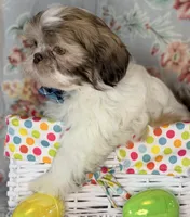 Seamus, a male Shih Tzu for sale in Goshen, NY – Photo 6 of 7