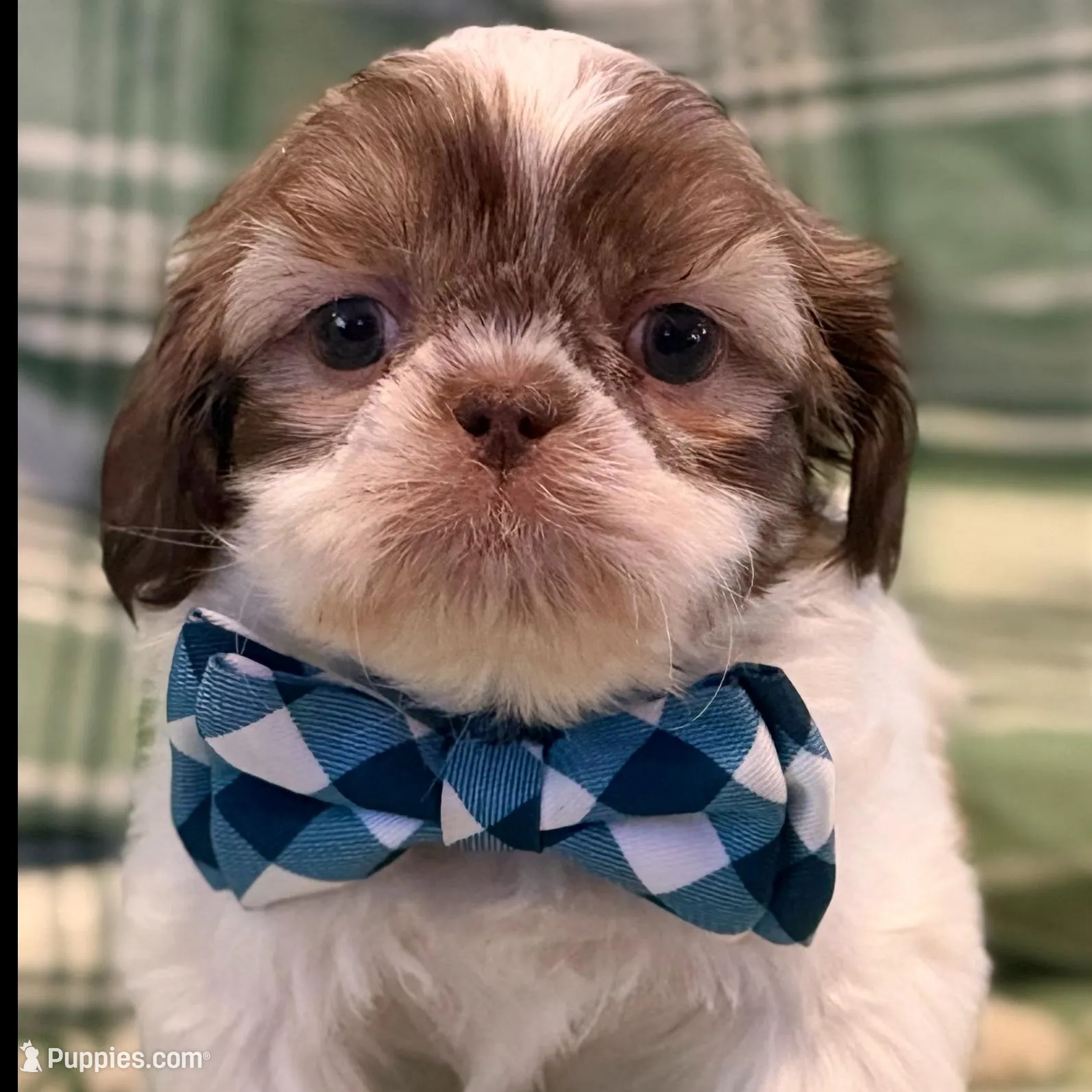 Seamus, a male Shih Tzu for sale in Goshen, NY – Photo 4 of 7