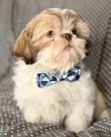 Seamus, a male Shih Tzu for sale in Goshen, NY – Photo 1 of 3
