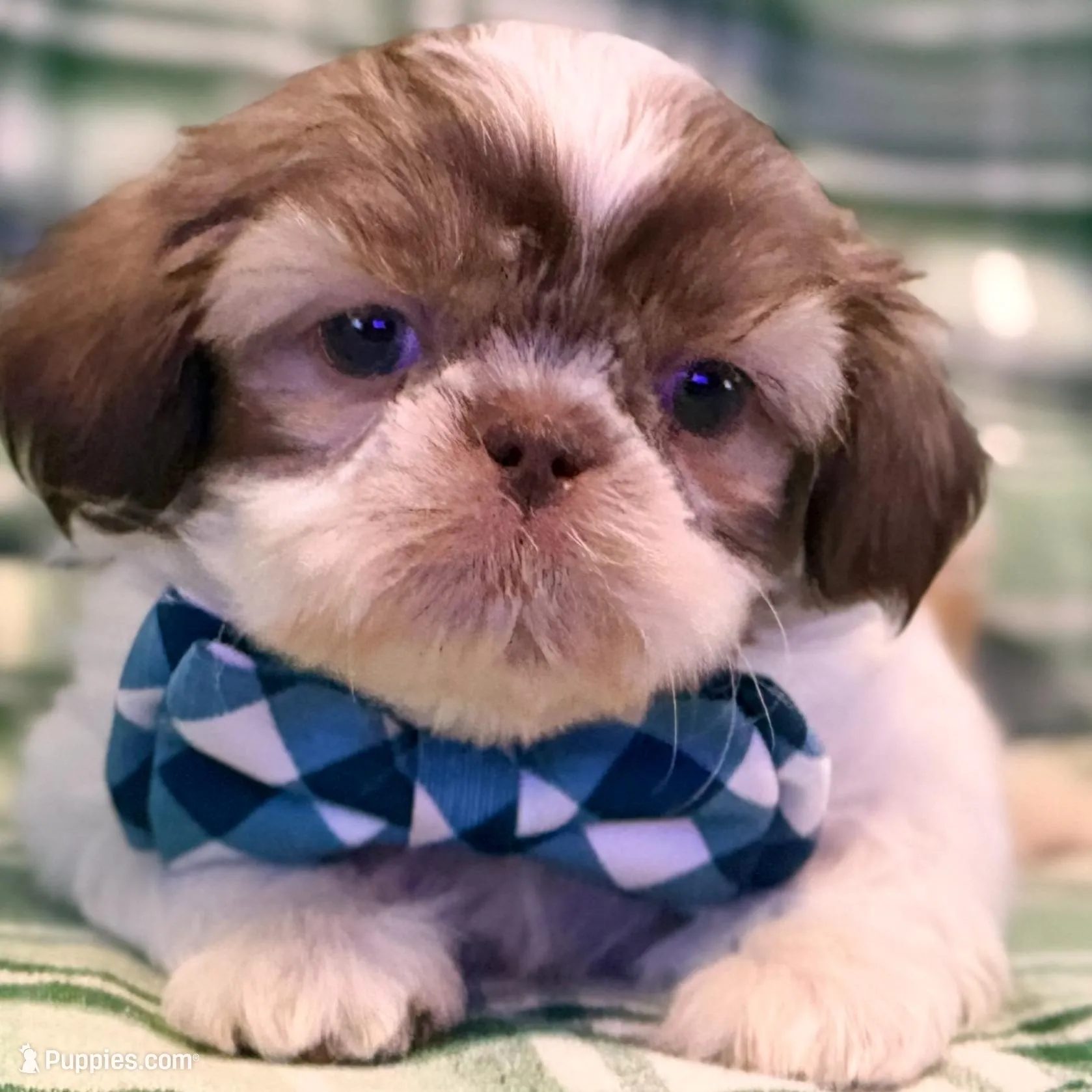 Seamus, a male Shih Tzu for sale in Goshen, NY – Photo 3 of 7