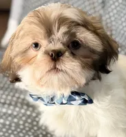 Seamus, a male Shih Tzu for sale in Goshen, NY – Photo 2 of 3