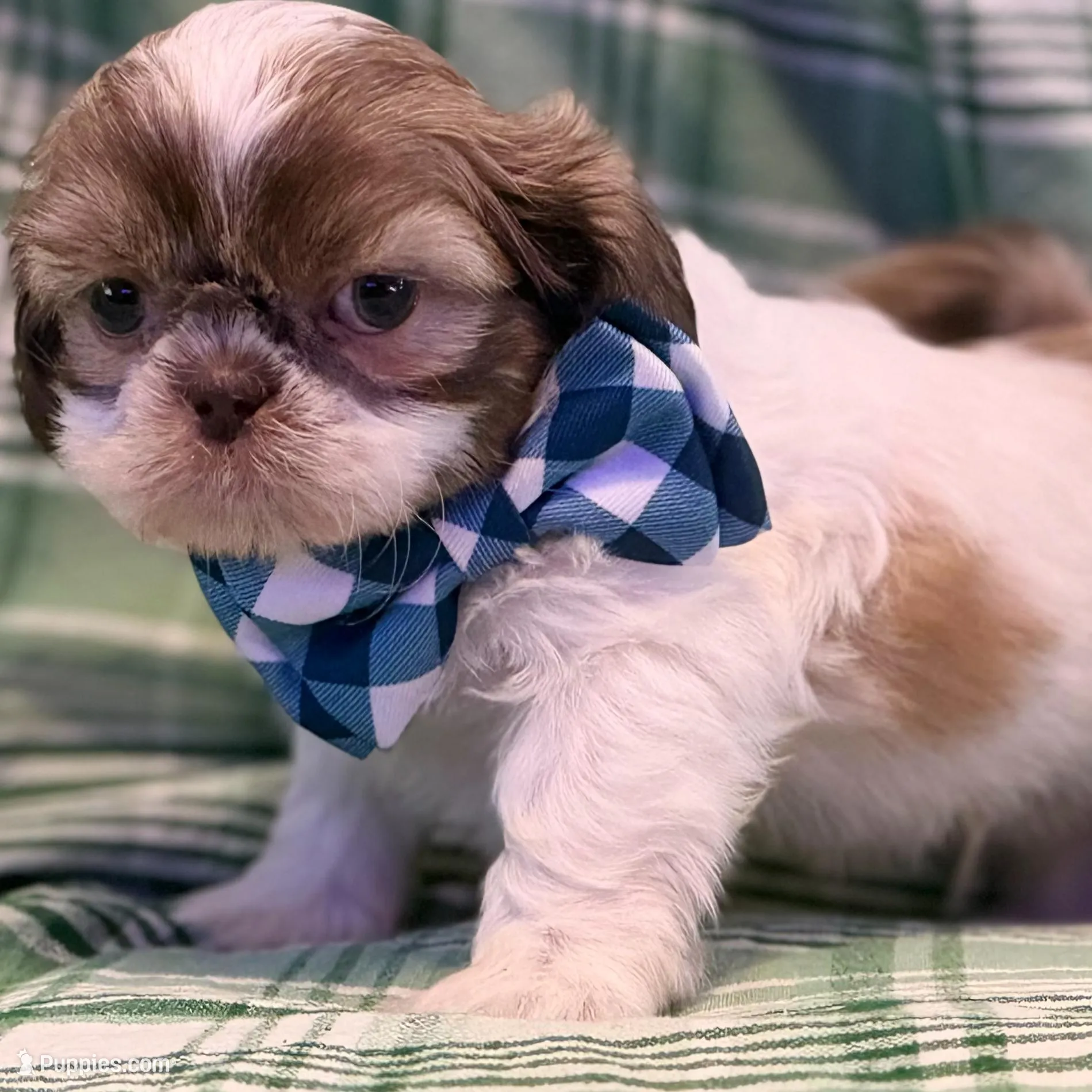 Seamus, a male Shih Tzu for sale in Goshen, NY – Photo 7 of 7