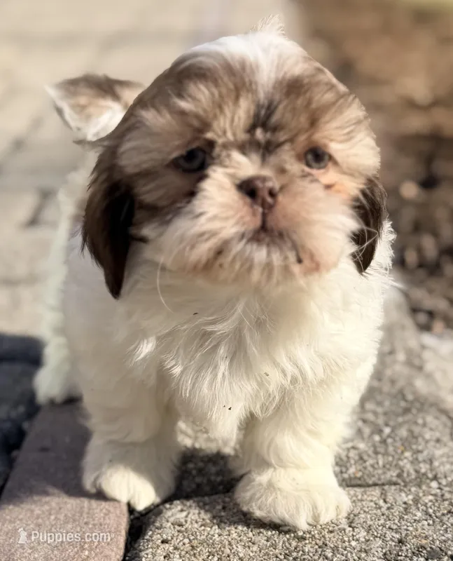 Seamus – Shih Tzu puppy for sale in Goshen, NY