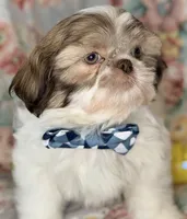 Seamus, a male Shih Tzu for sale in Goshen, NY – Photo 2 of 7