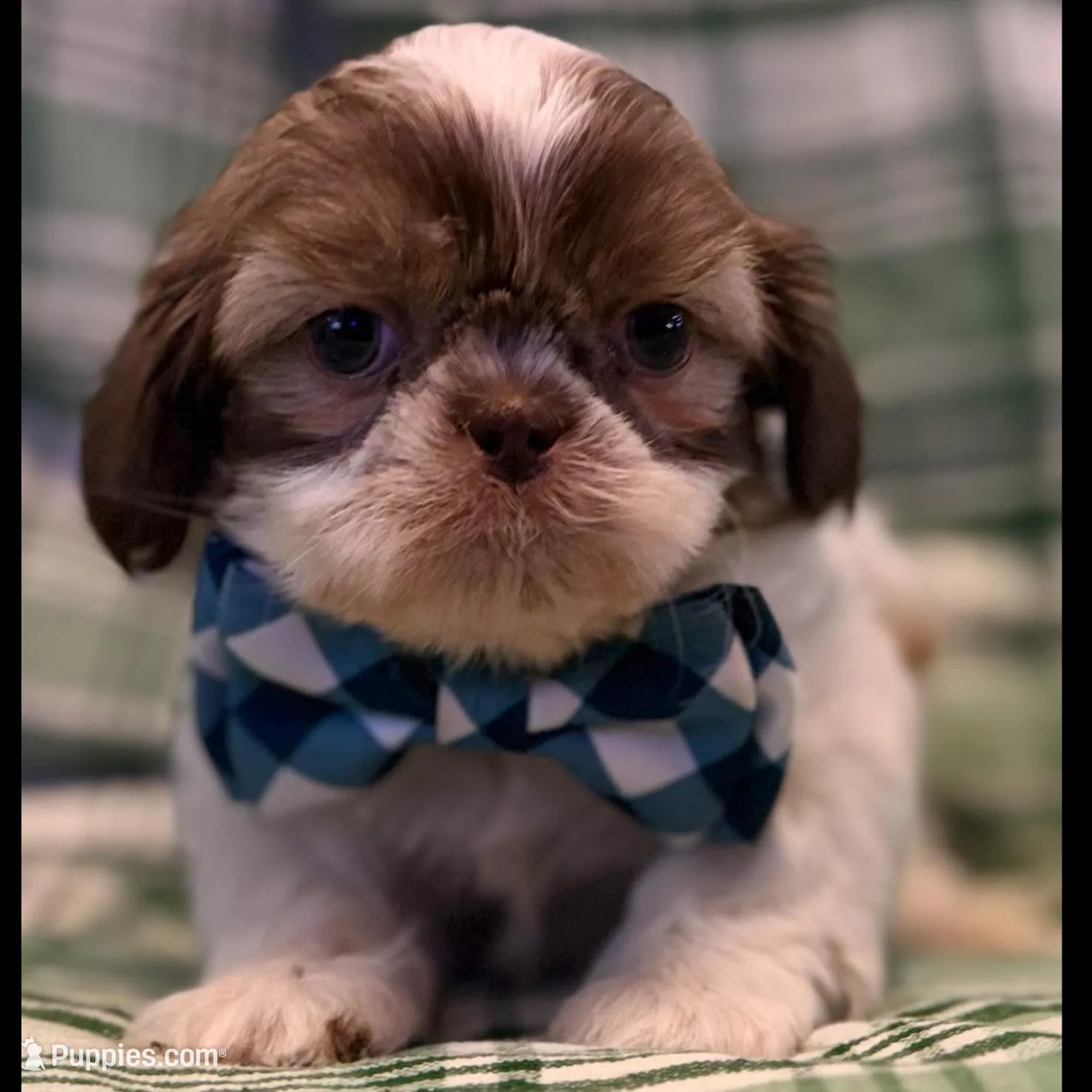Seamus, a male Shih Tzu for sale in Goshen, NY – Photo 2 of 7