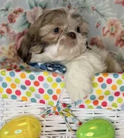 Seamus, a male Shih Tzu for sale in Goshen, NY – Photo 7 of 7
