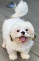 Henry, a male Shih Tzu for sale in Goshen, NY – 2 of 6