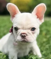 Ivy, a female French Bulldog for sale in Goshen, NY – 6 of 9