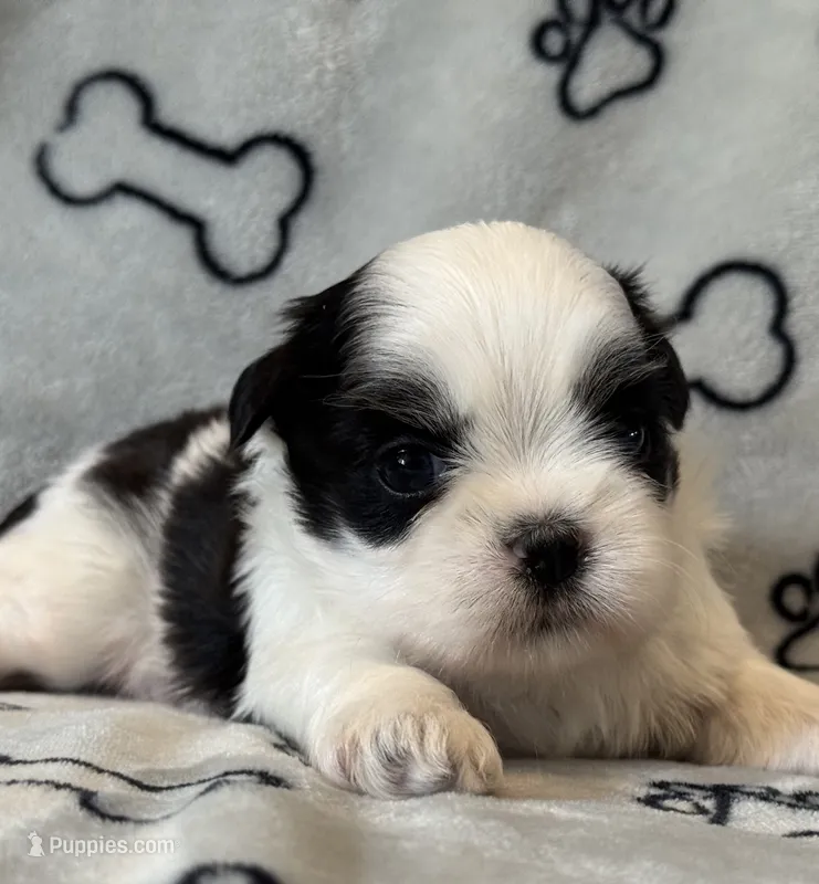 Pooh – Shih Tzu puppy for sale in Goshen, NY