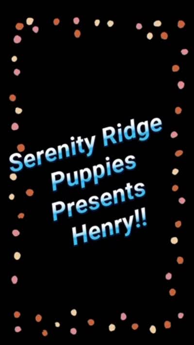 Henry, a male Shih Tzu for sale in Goshen, NY – 6 of 6