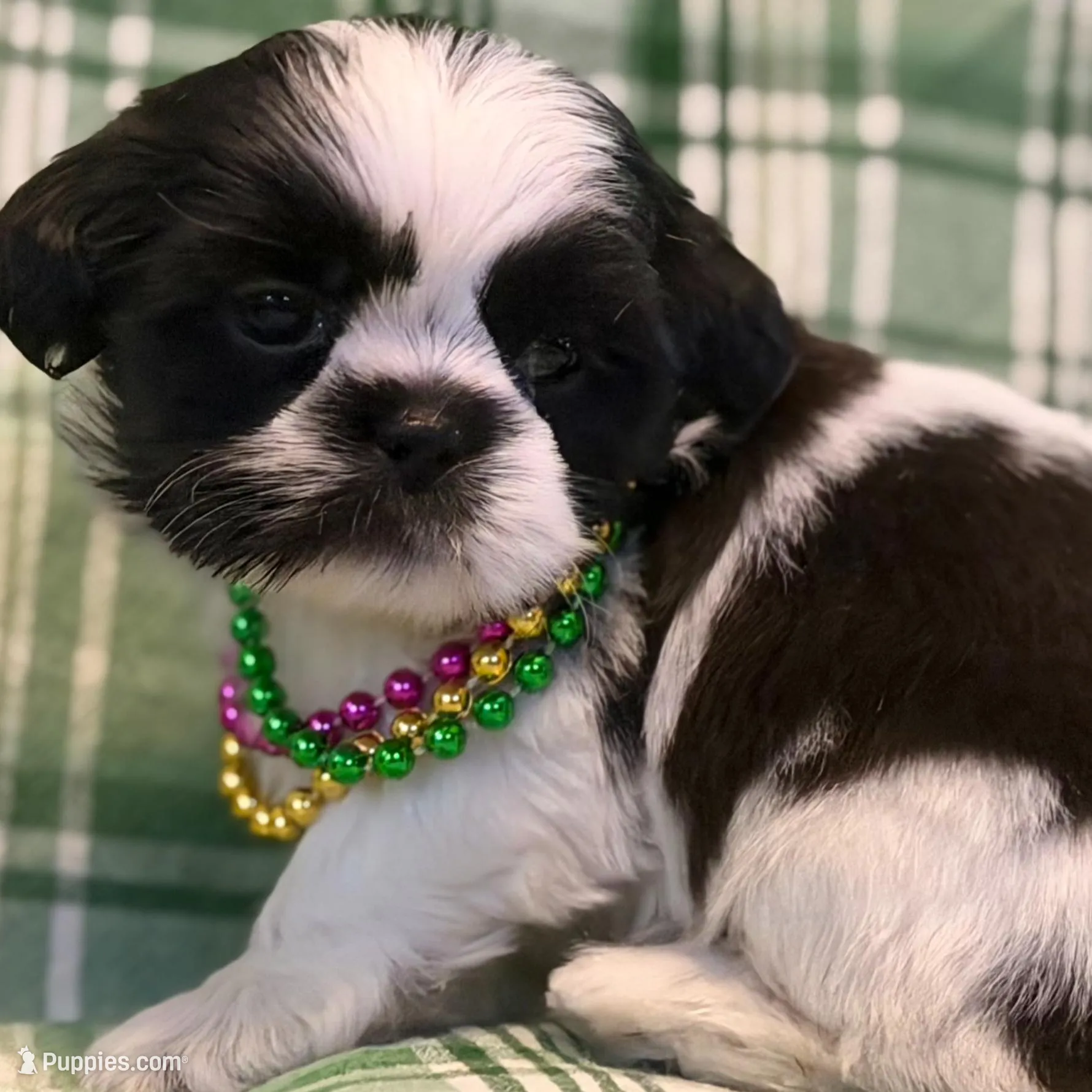 Maeve, a female Shih Tzu for sale in Goshen, NY – Photo 3 of 4
