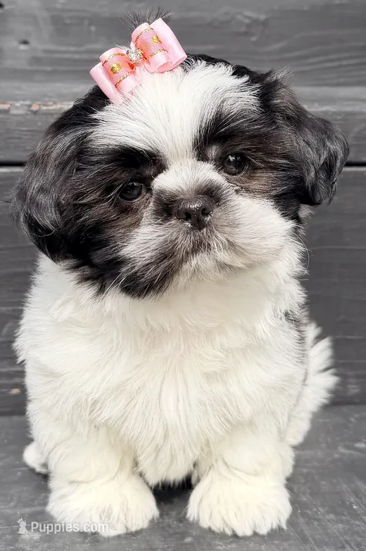 Maeve – Shih Tzu puppy for sale in Goshen, NY