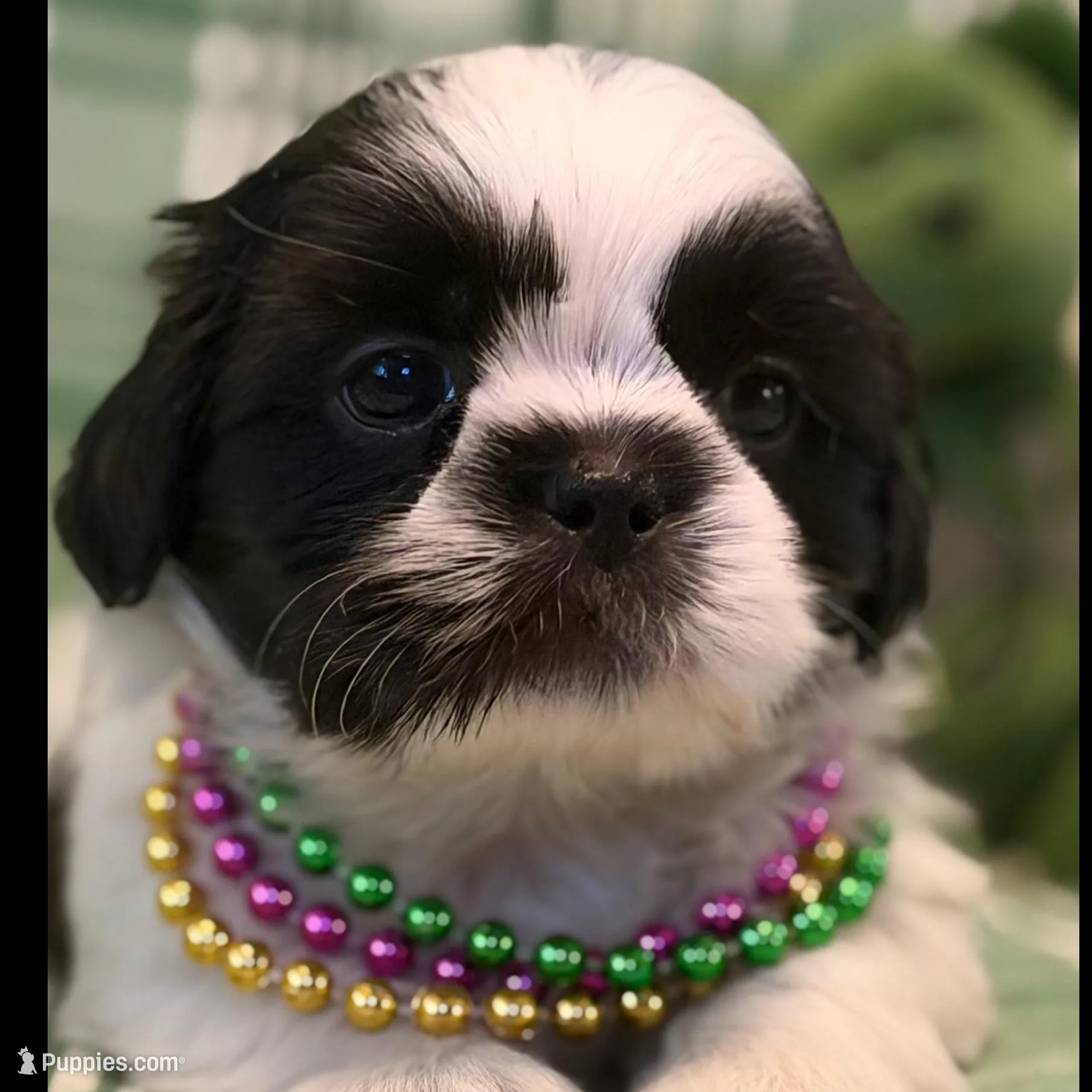 Maeve, a female Shih Tzu for sale in Goshen, NY – Photo 2 of 4