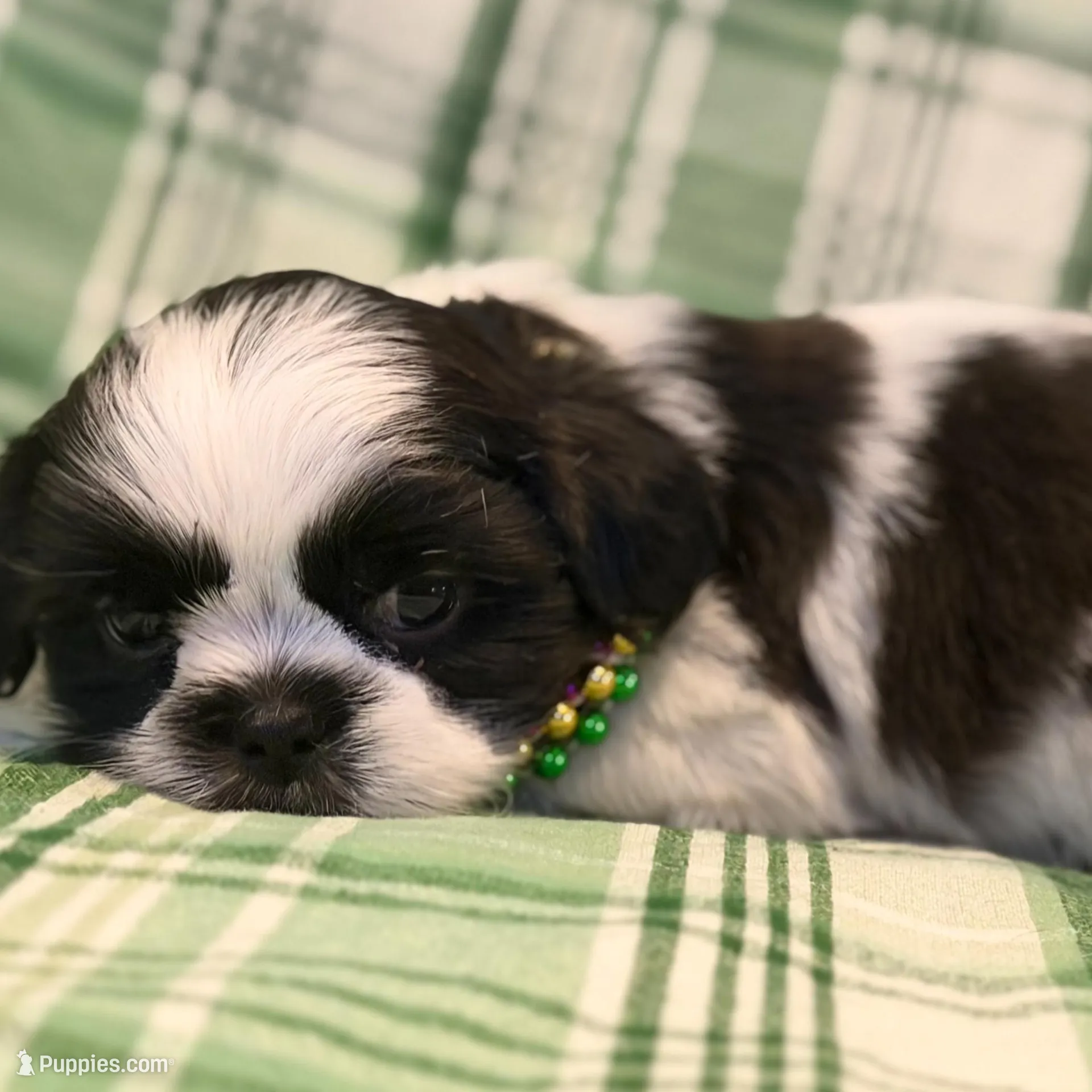 Maeve, a female Shih Tzu for sale in Goshen, NY – Photo 4 of 4