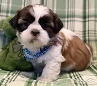 Liam, a male Shih Tzu for sale in Goshen, NY – Photo 1 of 6