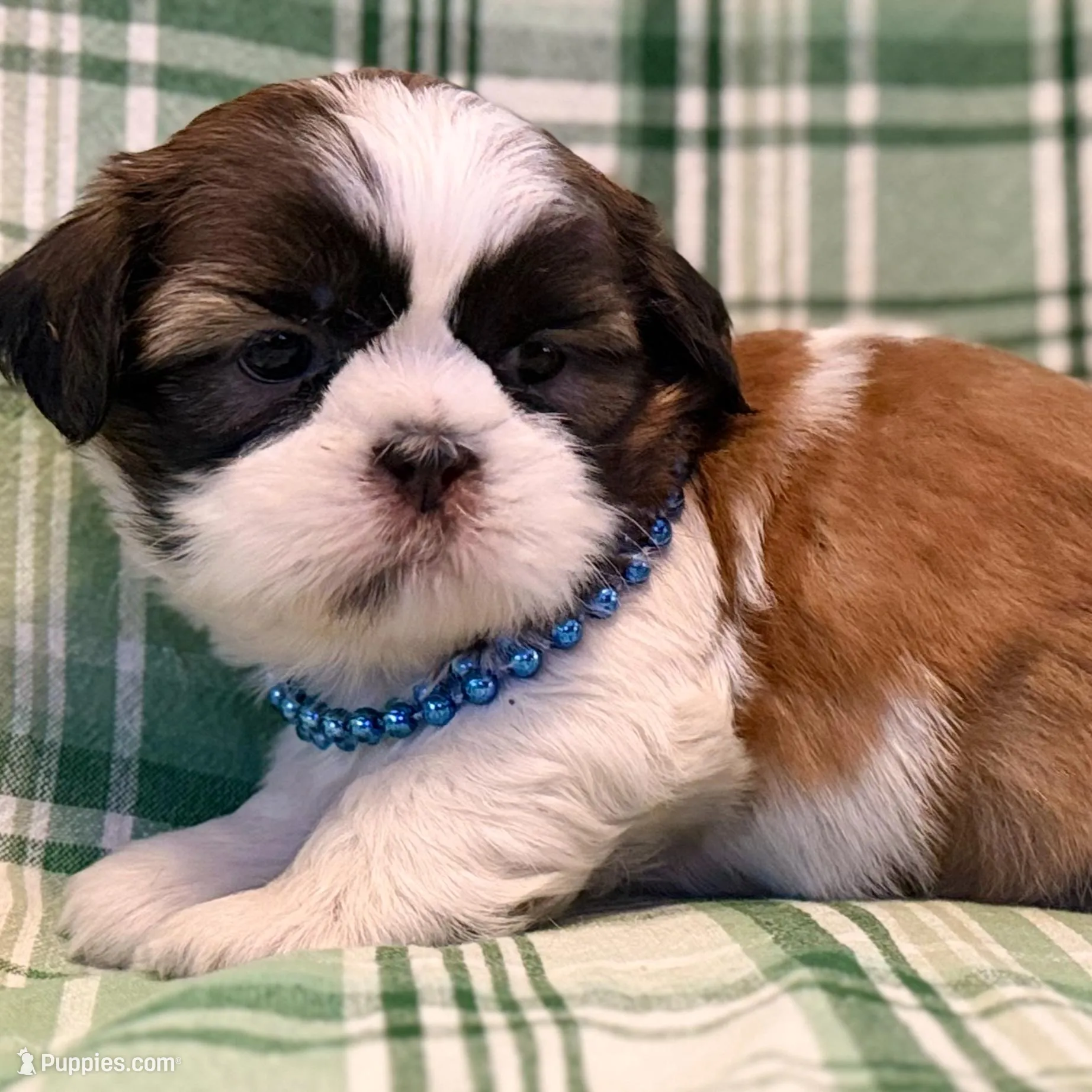 Liam, a male Shih Tzu for sale in Goshen, NY – Photo 4 of 6