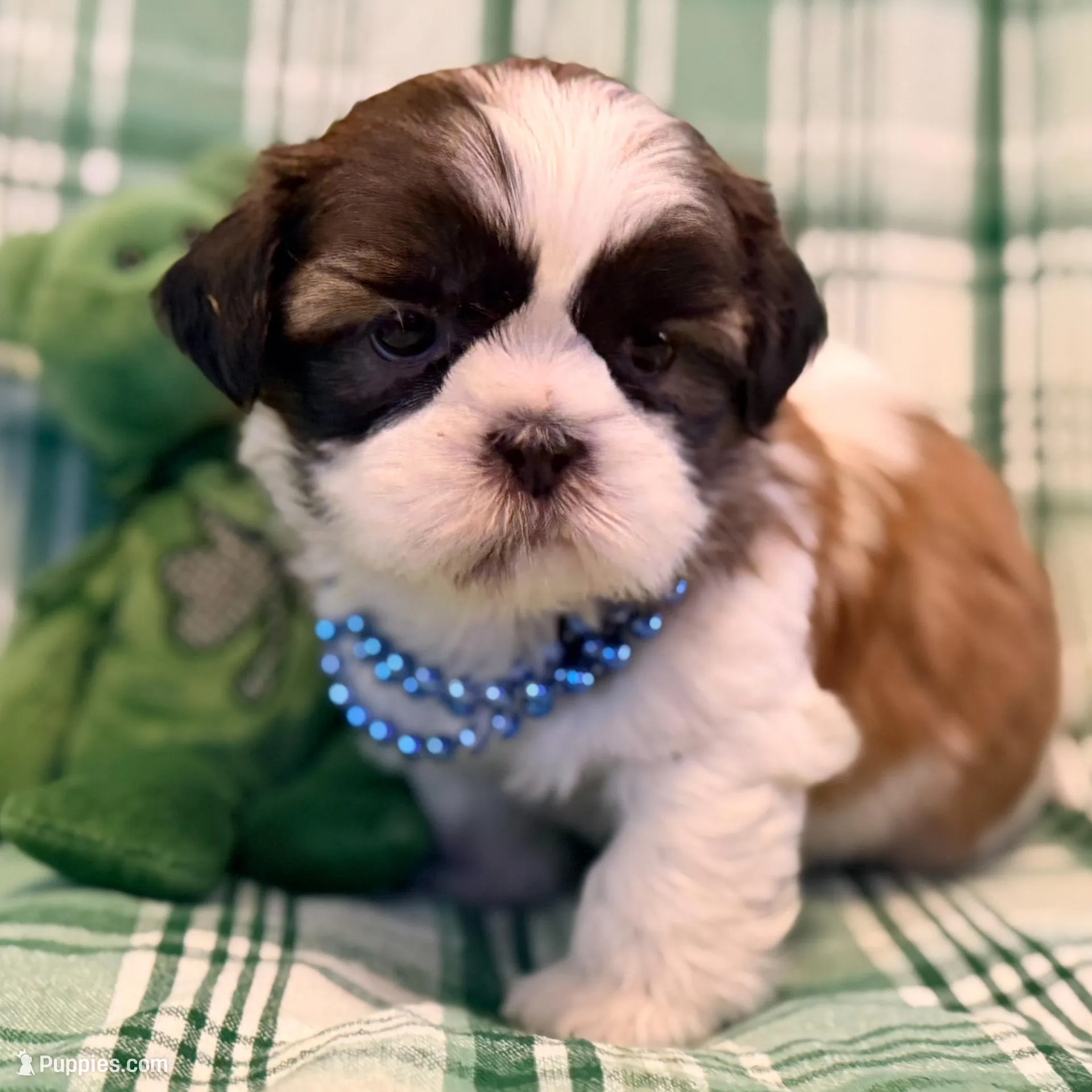 Liam, a male Shih Tzu for sale in Goshen, NY – Photo 6 of 6