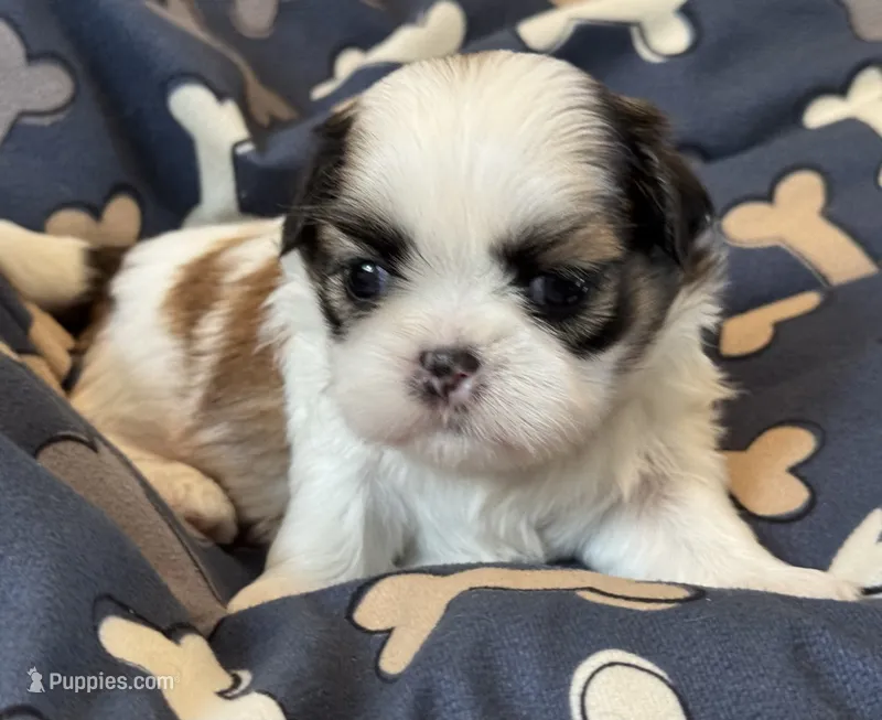Eeyore – Shih Tzu puppy for sale in Goshen, NY