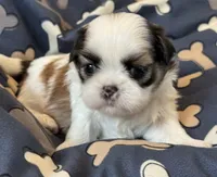 Eeyore, a male Shih Tzu for sale in Goshen, NY – 1 of 2