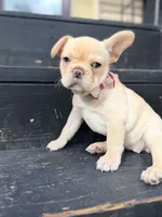 Reagan, a female French Bulldog for sale in Goshen, NY – 5 of 10