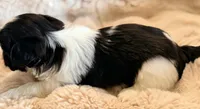 Snoopy, a male Shih Tzu for sale in Goshen, NY – 5 of 5