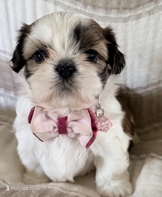 Roo – Shih Tzu puppy for sale in Goshen, NY