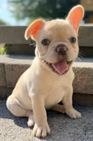 Reagan, a female French Bulldog for sale in Goshen, NY – 3 of 10