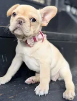 Reagan, a female French Bulldog for sale in Goshen, NY – 9 of 10