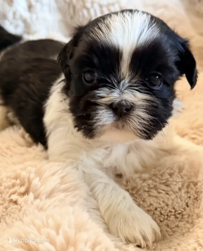 Snoopy – Shih Tzu puppy for sale in Goshen, NY