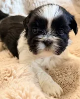 Snoopy, a male Shih Tzu for sale in Goshen, NY – 1 of 5