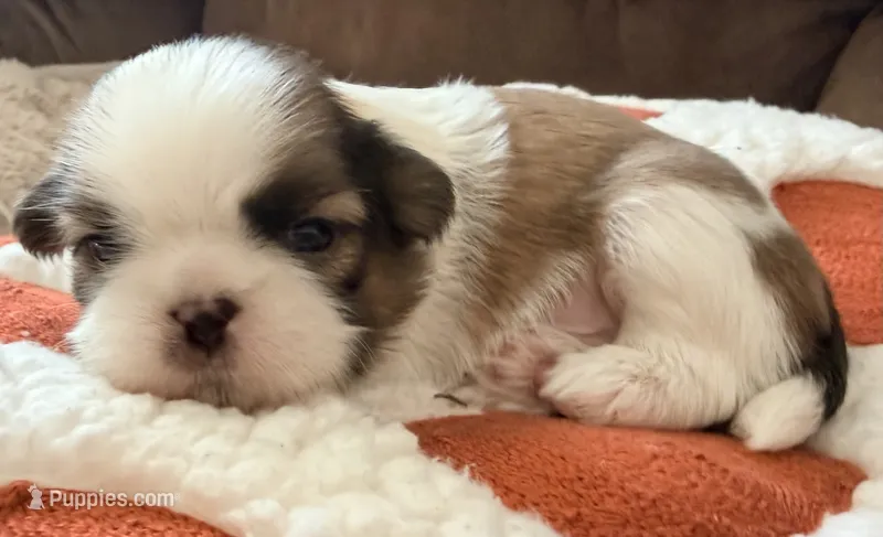 Gram – Shih Tzu puppy for sale in Goshen, NY