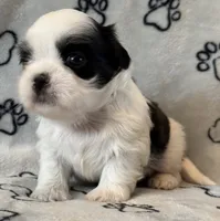 Pooh, a male Shih Tzu for sale in Goshen, NY – 2 of 2