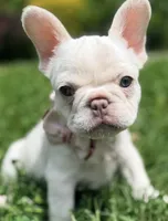 Ivy, a female French Bulldog for sale in Goshen, NY – 2 of 9