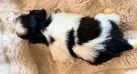 Lucy, a female Shih Tzu for sale in Goshen, NY – 5 of 5