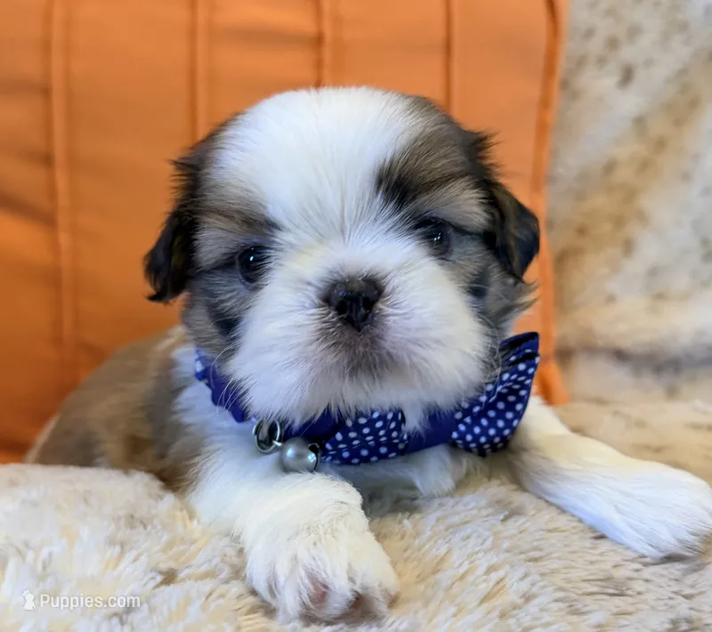 Gram – Shih Tzu puppy for sale in Goshen, NY