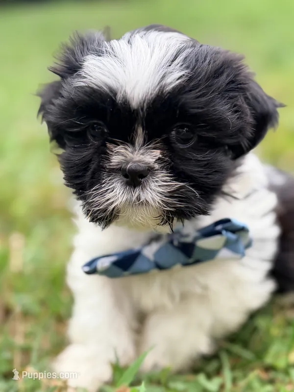 Snoopy – Shih Tzu puppy for sale in Goshen, NY