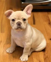 Reagan, a female French Bulldog for sale in Goshen, NY – 7 of 10