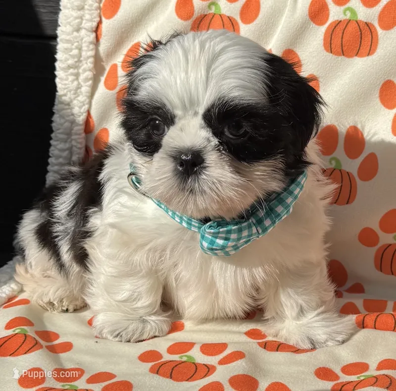 Pooh – Shih Tzu puppy for sale in Goshen, NY