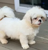 Henry, a male Shih Tzu for sale in Goshen, NY – 3 of 6