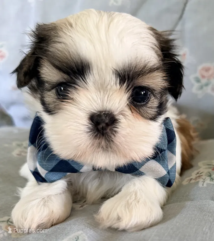 Eeyore – Shih Tzu puppy for sale in Goshen, NY