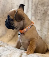 Pumpkin, a female French Bulldog for sale in Goshen, NY – 3 of 7
