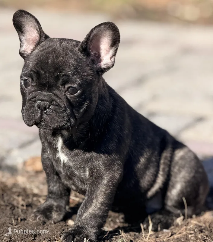 Gus – French Bulldog puppy for sale in Goshen, NY