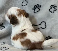 Tigger, a male Shih Tzu for sale in Goshen, NY – 2 of 2