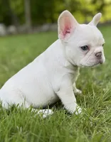 Ivy, a female French Bulldog for sale in Goshen, NY – 8 of 9