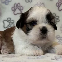 Roo, a female Shih Tzu for sale in Goshen, NY – 2 of 2